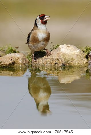 Goldfinch