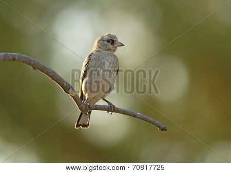 Goldfinch