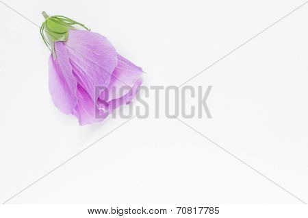 Pink Hibiscus Cannabinus