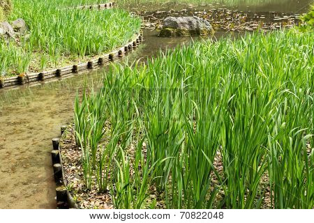 The green grass gardening in the pond of Heian Jingu Shrine in Kyoto.