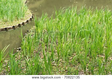 The green grass gardening in the pond of Heian Jingu Shrine in Kyoto.