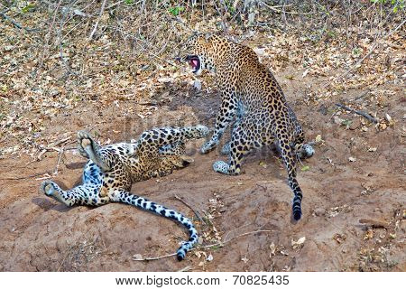 Leopards at Play