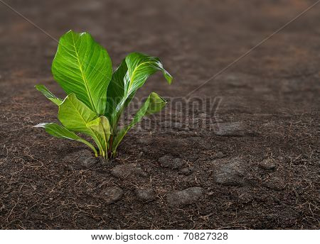 Plant On Ground