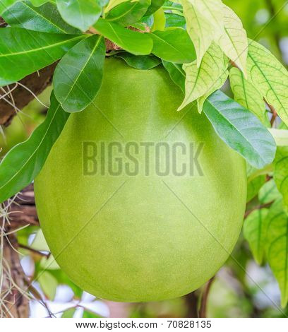 Calabash Tree And Fruit