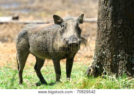 Warthog