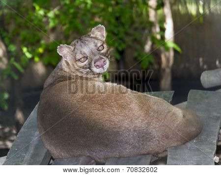 Fossa (cryptoprocta Ferox)