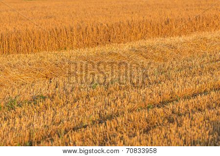 Summer Landscape With Farm Fields