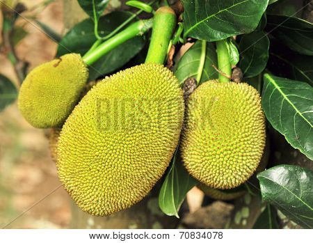 jackfruits on tree