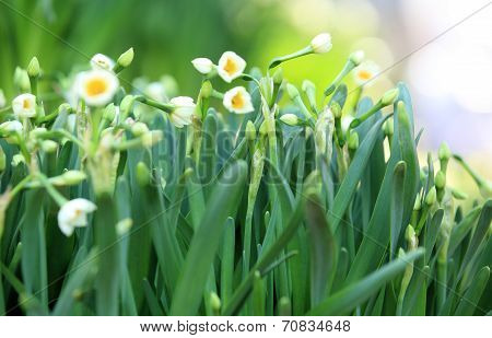 narcissus flowers