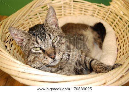 Cat in Basket