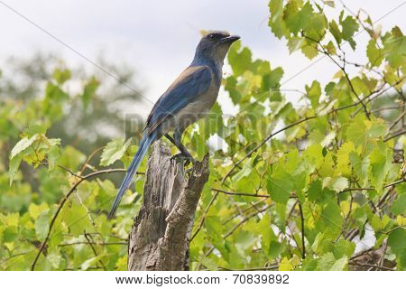 Florida Scrub Jay