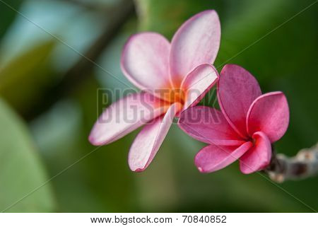 Close Up Of Orchid Tree Flowers