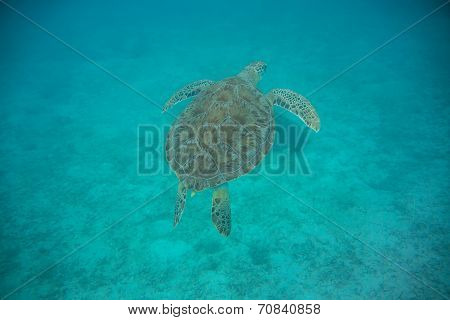 Green Sea Turtle Swimming