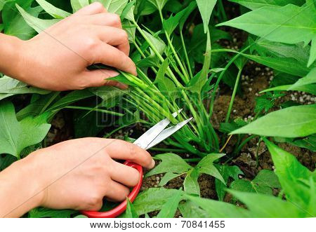 hand with scissors harvesting sweet potato leaves at field