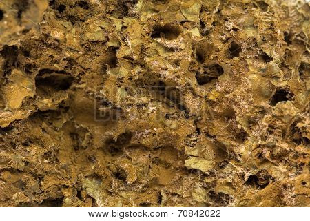 Mushroom Spore Background
