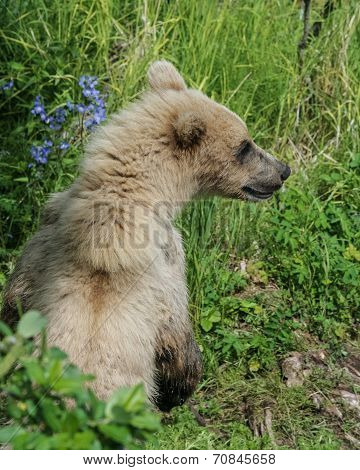 Bear cub in flowers