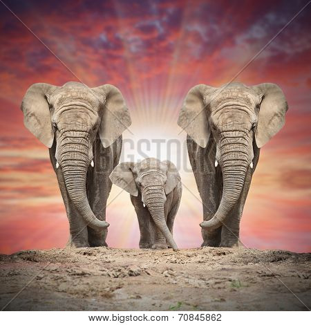 African elephant family on the road.