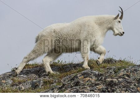 top of the hill goat