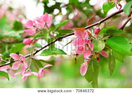 Beautiful blossom outdoors