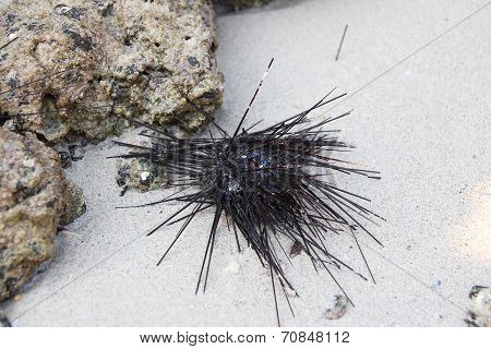 Dead Urchin On Sand
