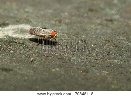 Brown Fly On Wood Back Ground