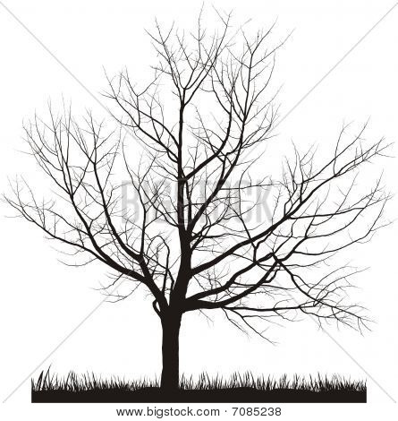 Cherry Tree In Winter