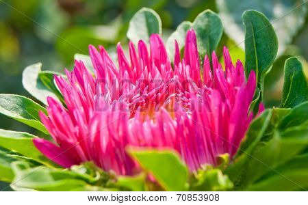 Aster Autumn Flowers Art Design