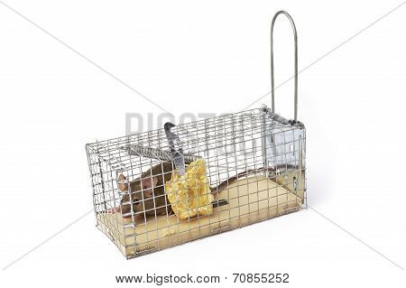 Scoop Or Mouse Trap