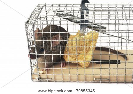 Scoop Or Mouse Trap