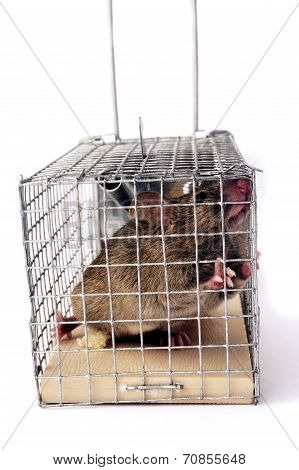 Scoop Or Mouse Trap