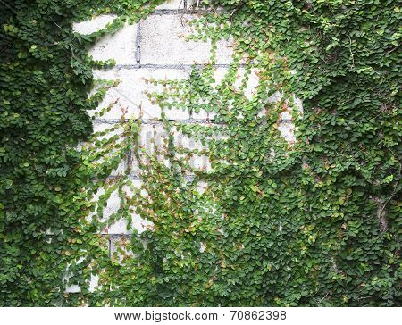 Green Creeper
