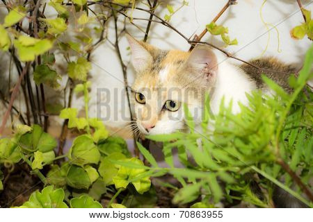 Cat in the garden.