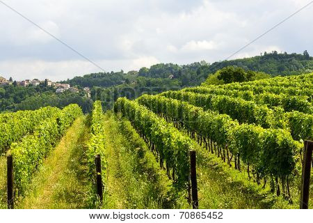 Summer Landscape In Monferrato (italy)