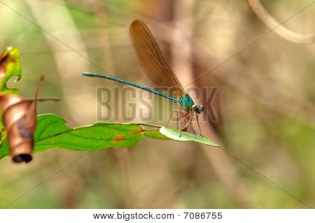 Makro hmyzu, Laos