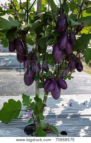 Very Prolific Eggplant