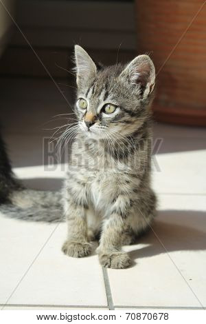 Baby cat
