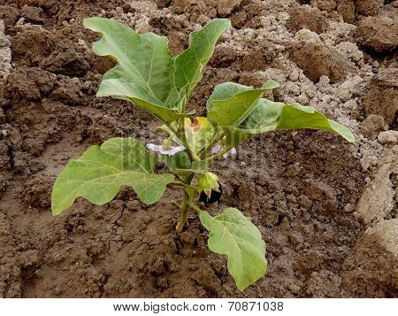 growing eggplant with first fruit