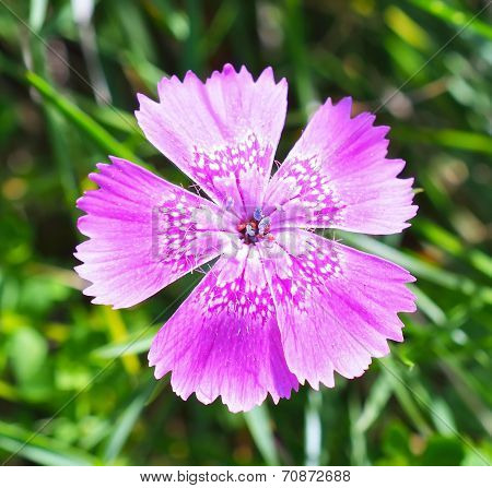 Dianthus callizonus