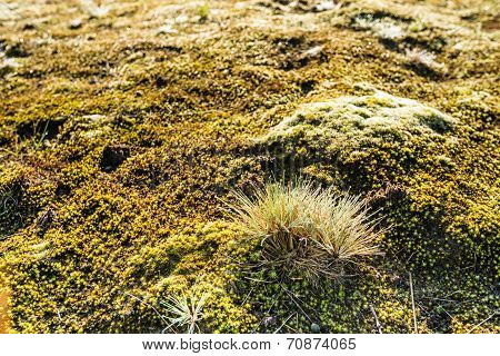 Grey Hair-grass With Dewdrops