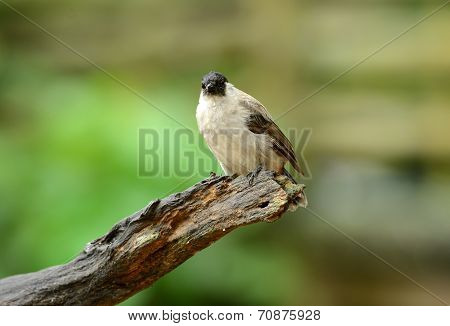Sooty-headed Bulbul (pycnonotus Aurigaster)