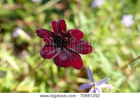 Cosmos Atrosanguineus