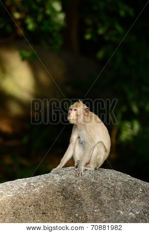 Long-tailed Macaque (macaca Fascicularis)