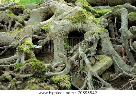 Big Roots Of Tree