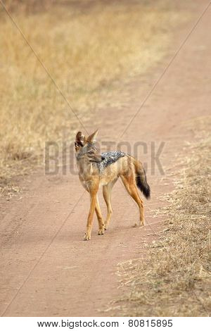 Black-backed Jackal Walking