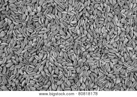 Farro Dicocco, Or Italian Spelt, Background