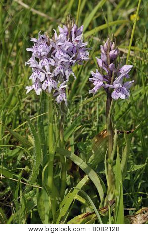 Wspólne storczyków zauważył - Dactylorhiza fushsii