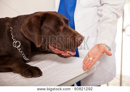 Veterinarian Giving Pill To A Dog