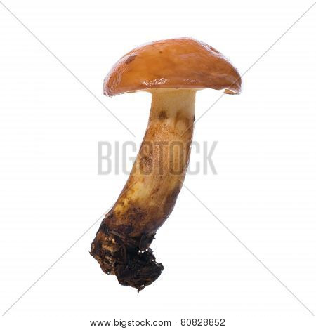 Edible Mushroom Suillus
