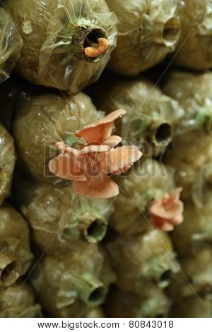 Pink Oyster Mushroom (pleurotus Djamor) On Spawn Bags