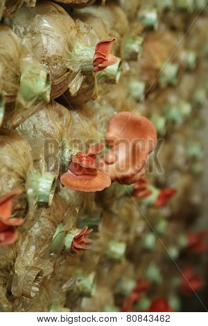 Pink Oyster Mushroom (pleurotus Djamor) On Spawn Bags